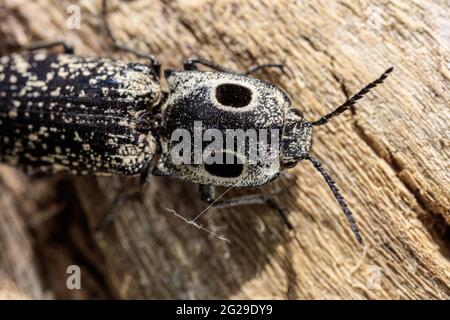 Eastern Eyed Clicca Beetle (Alaus oculatus) che depone le uova in un albero morto. 1 giugno 2021 Foto Stock