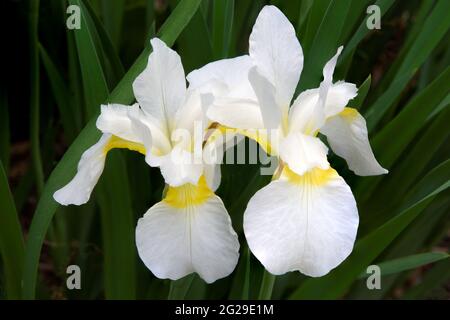 Coppia di fiori colorati di Iris serbo con petali bianchi puri e riflessi gialli isolati contro uno sfondo morbido di foglie di iride verde scuro. Foto Stock
