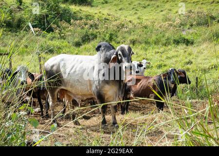 Gruppo di mucche in campi di pascolo fattoria in campagna Foto Stock