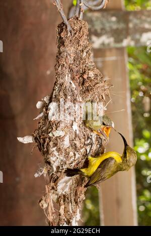 Sunbird femminile con sostegno di olive (nettarinia jugularis) che alimenta i piccoli pulcini in un nido sospeso sotto un edificio nel tropicale North Queensland, Australia. Foto Stock