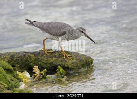 Tattler dalla coda grigia (Tringa brevipes) circa il foraging sulla barriera corallina Lady Eliot Island, Queensland, Australia Febbraio Foto Stock