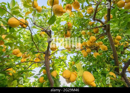 Costiera Amalfitana, Positano, Furore, Italia Foto Stock