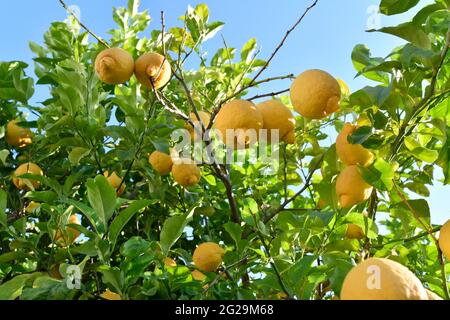 Costiera Amalfitana, Positano, Furore, Italia Foto Stock