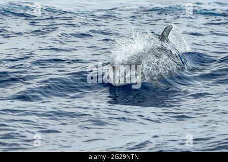 Risso Dolphin Grampus in Mar Ligure Mediterraneo Foto Stock