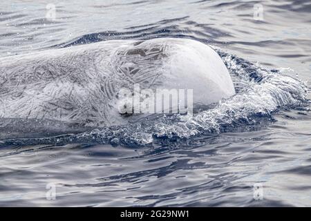 Risso Dolphin Grampus in Mar Ligure Mediterraneo Foto Stock