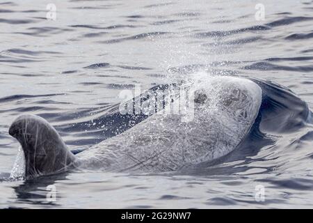 Risso Dolphin Grampus in Mar Ligure Mediterraneo Foto Stock