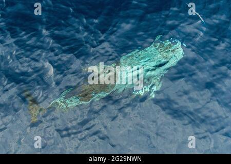 Risso Dolphin Grampus in Mar Ligure Mediterraneo Foto Stock