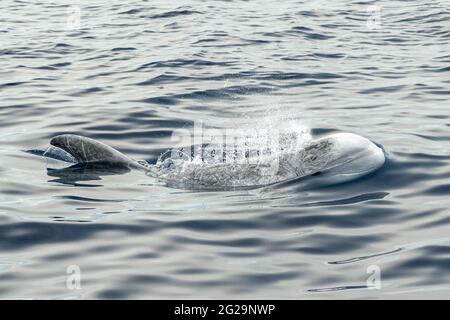 Risso Dolphin Grampus in Mar Ligure Mediterraneo Foto Stock