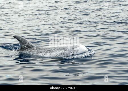 Risso Dolphin Grampus in Mar Ligure Mediterraneo Foto Stock