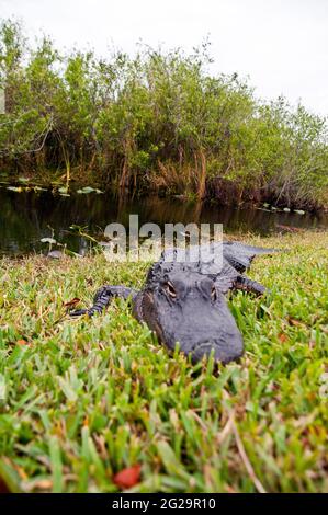 Colpo di testa di alligatore americano (alligatore missisippiensis), Shark Valley Visitor Center, Everglades National Park, Florida Foto Stock