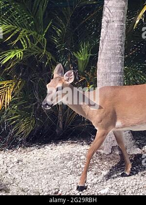 Key Deer in pericolo, National Key Deer Refuge, Big Pine Key, Florida Keys Foto Stock