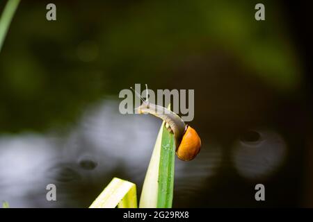 Lumaca bruna o Cepaea nemoralis che arrampicano una pianta d'acqua in uno stagno Foto Stock