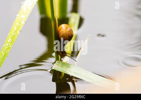 Lumaca bruna o Cepaea nemoralis che arrampicano una pianta d'acqua in uno stagno Foto Stock