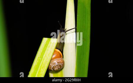 Lumaca bruna o Cepaea nemoralis che arrampicano una pianta d'acqua in uno stagno Foto Stock