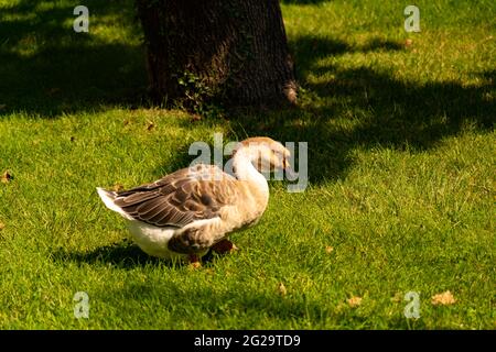 Le oche grigie camminano in un prato verde Foto Stock