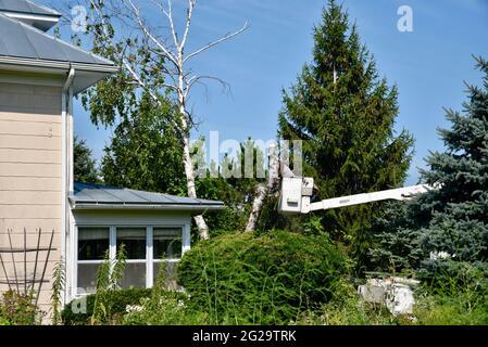 Trimmer professionale per la rimozione di alberi di betulla morti o danneggiati con motosega su sollevatore idraulico sopraelevato per ottenere un vantaggio in altezza, Browntown WI, USA Foto Stock