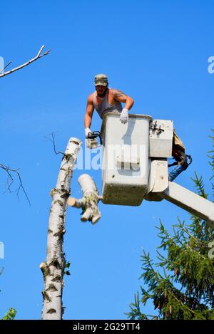 Trimmer professionale per la rimozione di alberi di betulla morti o danneggiati con motosega su sollevatore idraulico sopraelevato per ottenere un vantaggio in altezza, Browntown WI, USA Foto Stock