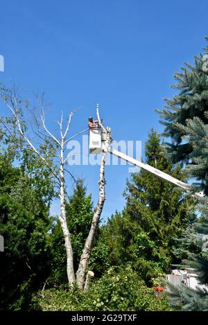 Trimmer professionale per la rimozione di alberi di betulla morti o danneggiati con motosega su sollevatore idraulico sopraelevato per ottenere un vantaggio in altezza, Browntown WI, USA Foto Stock