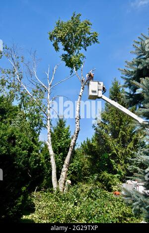 Trimmer professionale per la rimozione di alberi di betulla morti o danneggiati con motosega su sollevatore idraulico sopraelevato per ottenere un vantaggio in altezza, Browntown WI, USA Foto Stock