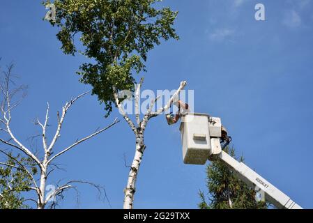 Trimmer professionale per la rimozione di alberi di betulla morti o danneggiati con motosega su sollevatore idraulico sopraelevato per ottenere un vantaggio in altezza, Browntown WI, USA Foto Stock