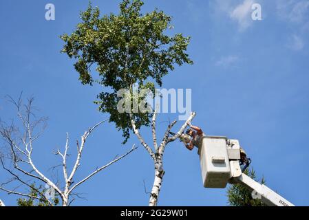 Trimmer professionale per la rimozione di alberi di betulla morti o danneggiati con motosega su sollevatore idraulico sopraelevato per ottenere un vantaggio in altezza, Browntown WI, USA Foto Stock