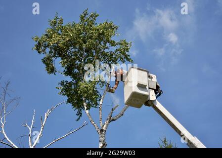 Trimmer professionale per la rimozione di alberi di betulla morti o danneggiati con motosega su sollevatore idraulico sopraelevato per ottenere un vantaggio in altezza, Browntown WI, USA Foto Stock