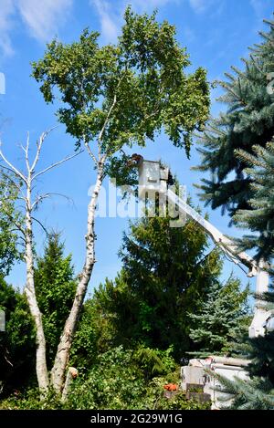 Trimmer professionale per la rimozione di alberi di betulla morti o danneggiati con motosega su sollevatore idraulico sopraelevato per ottenere un vantaggio in altezza, Browntown WI, USA Foto Stock