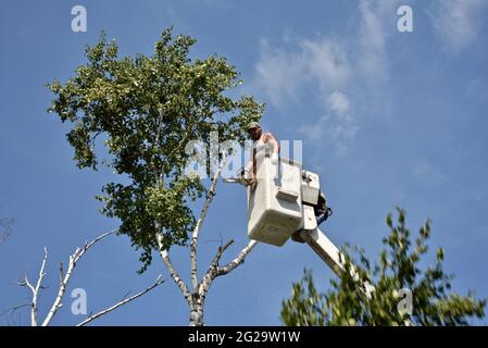 Trimmer professionale per la rimozione di alberi di betulla morti o danneggiati con motosega su sollevatore idraulico sopraelevato per ottenere un vantaggio in altezza, Browntown WI, USA Foto Stock