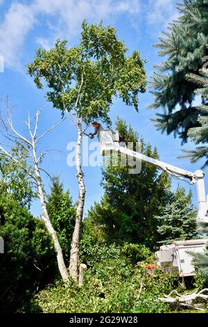 Trimmer professionale per la rimozione di alberi di betulla morti o danneggiati con motosega su sollevatore idraulico sopraelevato per ottenere un vantaggio in altezza, Browntown WI, USA Foto Stock