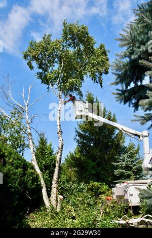 Trimmer professionale per la rimozione di alberi di betulla morti o danneggiati con motosega su sollevatore idraulico sopraelevato per ottenere un vantaggio in altezza, Browntown WI, USA Foto Stock