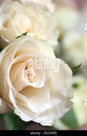 belle rose bianche da vicino Foto Stock