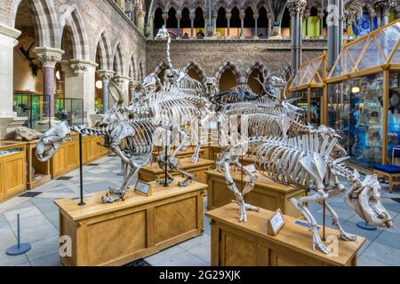 Museo di Storia Naturale di Oxford. Foto Stock