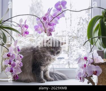 Giovane gatto Siberiano grigio sul davanzale sotto il ramo delle orchidee Foto Stock