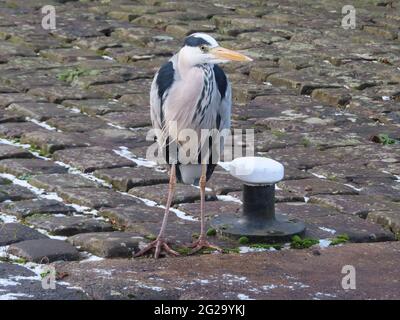 Heron sulle ciottoli del canale di Rochdale Foto Stock