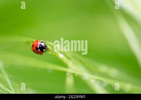 ladybird arrampicandosi su un gambo d'erba dopo la pioggia Foto Stock