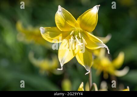 Primo piano di un tulipano tardivo (tulipa urumiensis) fiore in fiore Foto Stock