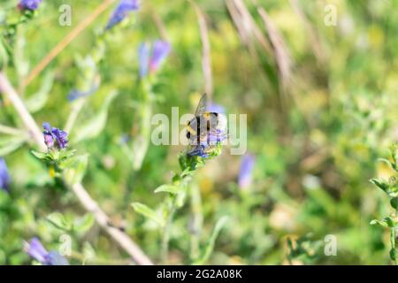 Un bumblebee è una delle 250 specie del genere Bombus, appartenente alla famiglia degli Apidi. Questo genere è l'unico gruppo esistente nella tribù Bombini Foto Stock