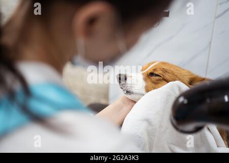 Groomer femminile tagliato che asciuga il cane di Corgi obbediente con attrezzatura professionale contro l'interno offuscato della clinica veterinaria contemporanea Foto Stock
