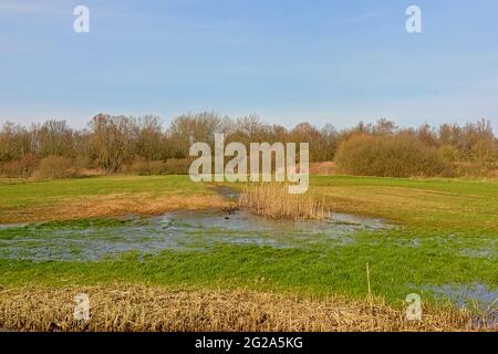 Zone umide invernali sotto un cielo nuvoloso nella riserva naturale di Bourgoyen, Gand, Fiandre, Belgio Foto Stock