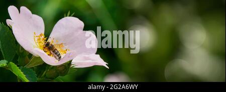 Dettaglio autentico shot di un'ape che raccoglie polline da un fiore fiorito. Concetto di natura, ecologia, lavoro. Foto grezza naturale di un'ape affollata. Foto Stock