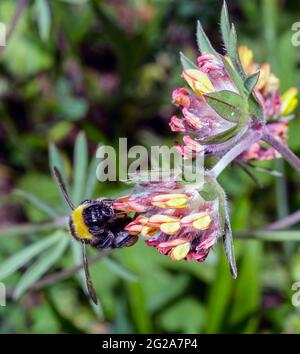 Macro di un Bombus Foto Stock