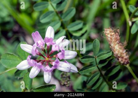 Una varia Securigera Foto Stock