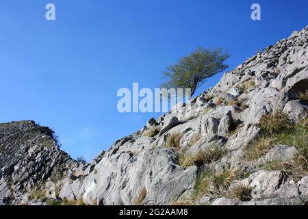 potenti alberi antichi sempreverdi resistono a crescere sulla faccia di una scogliera rocciosa in pendenza nelle montagne del pasquilio nell'appennino delle alpi apuane Foto Stock
