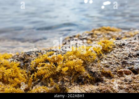 Alghe gialle (come le uve di mare) da vicino su rocce con onde. Spiaggia di mare Mediterraneo selvaggio con fascio di sole. Grecia costa vicino Atene. Macro bot naturale Foto Stock