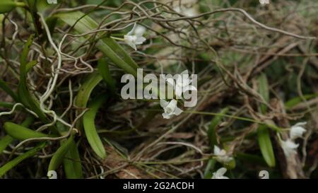 Due fiori di orchidee bianche selvatiche e poche radici su una pianta di orchidee selvatiche che è appesa su un albero Foto Stock