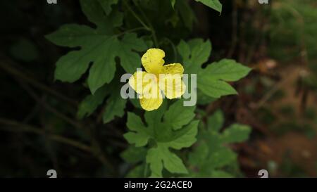 Primo piano di un fiore giallo amaro gourd su una vite di zucca amara Foto Stock