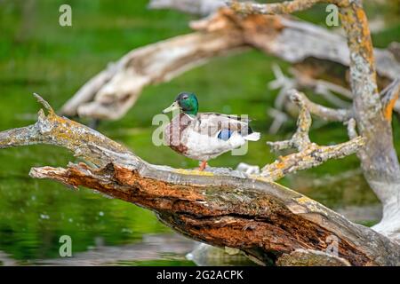 Maschio mallard anatra equilibrando su un ceppo stagionato in uno stagno con uno sfondo verde Foto Stock