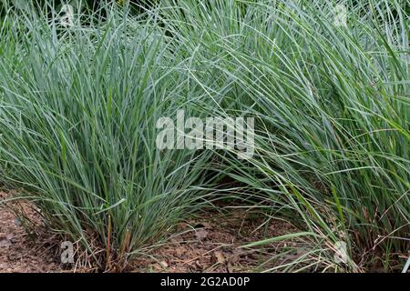 Piccolo Bluystem in un giorno di primavera nuvoloso. Noto anche come Schizachyrium scoparium o barba erba, i Foto Stock