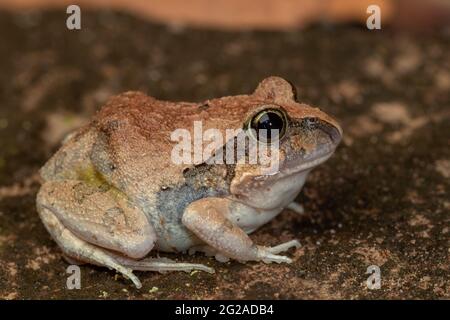 Primo piano di una rana burrowing ornata (Platyplectrum ornatum). Ravenshoe, Queensland, Australia Foto Stock