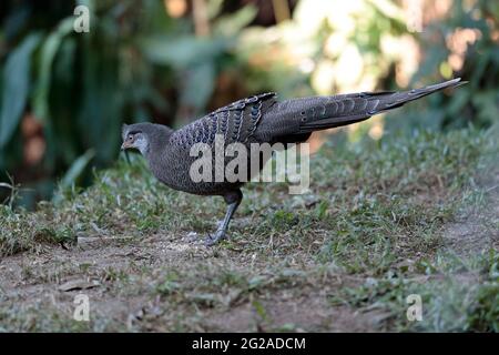 Peacock-Pheasant grigio (Polyplectron bicalcaratum), maschio, selvaggio, ma di fronte alla 'Hornbill Valley' pelli di uccelli, Yunnan occidentale, Cina 26 dicembre 2018 Foto Stock